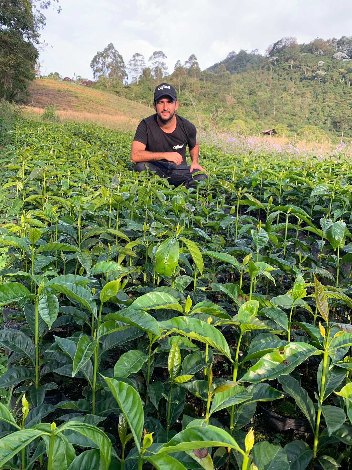 【New】Colombia Quindio Strawberry