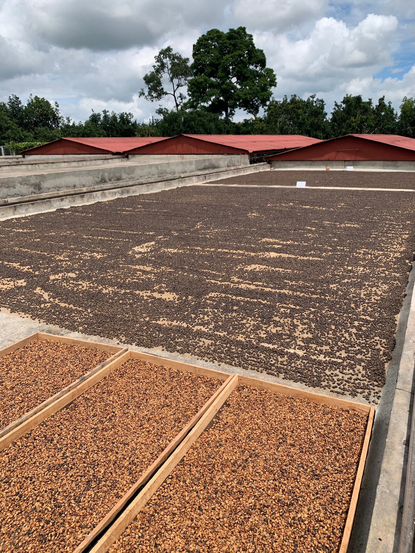 Colombia Mazatlan Lychee