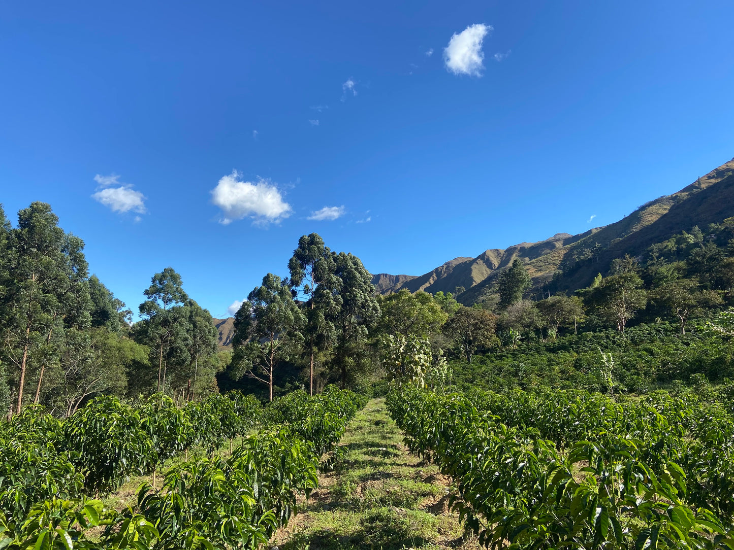 【生豆】【NEW】Ecuador 2022 COE #14