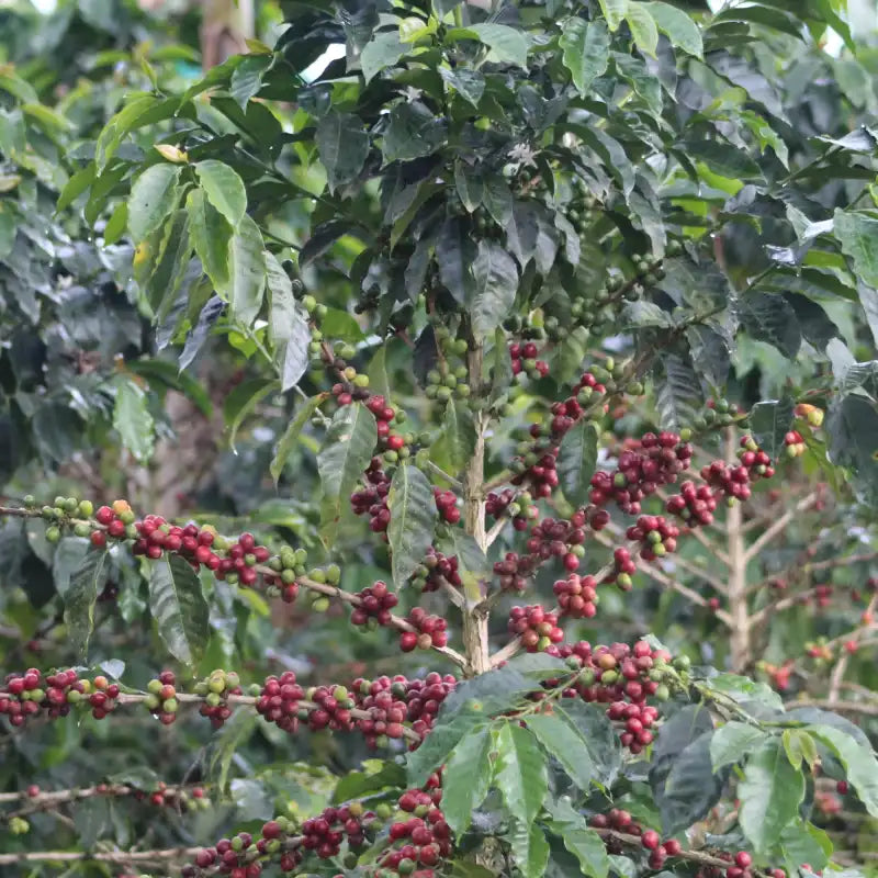 Colombia Passion Fruits