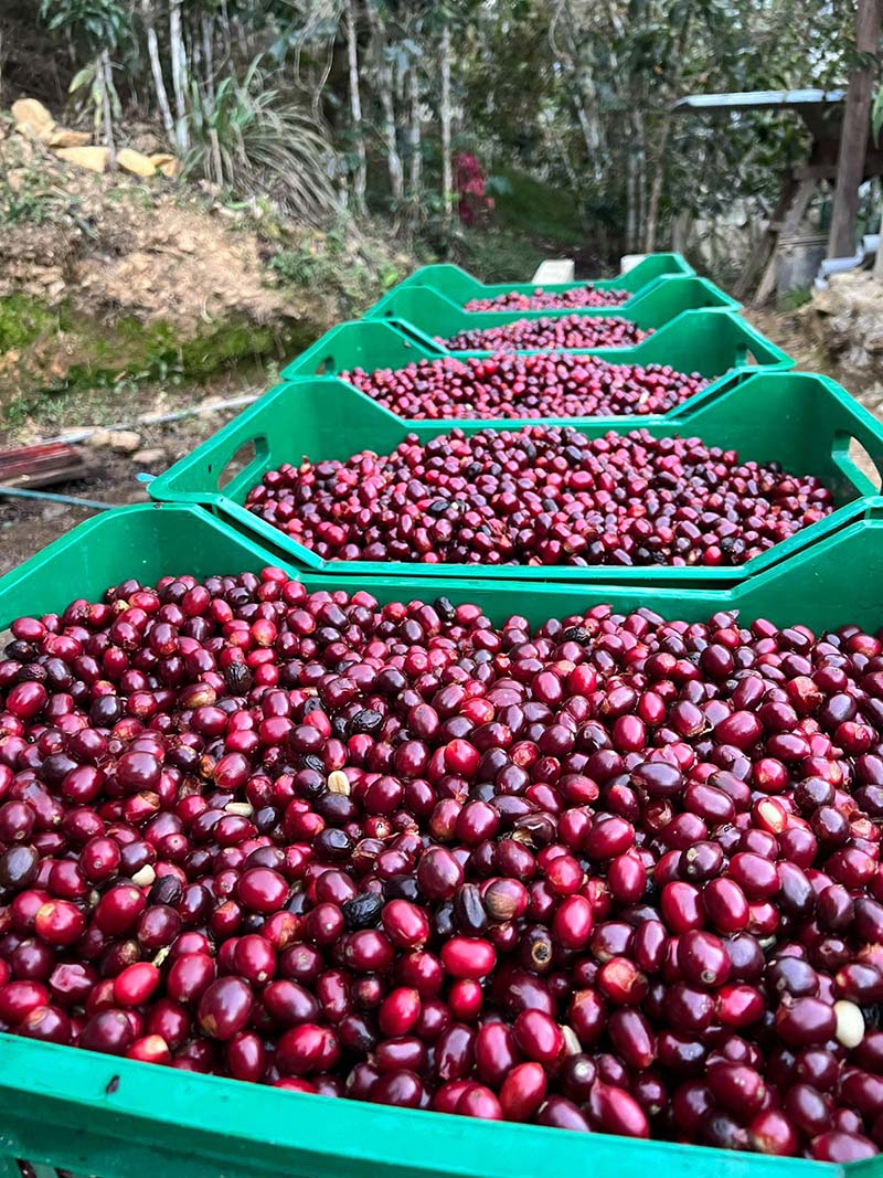 【NEW!】Perú 2023 COE #3