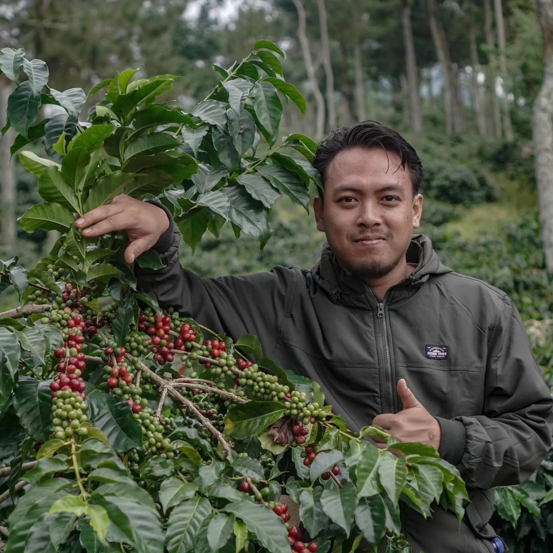 【NEW‼︎】Indonesia Ijen Lestari WAVY Special Lot