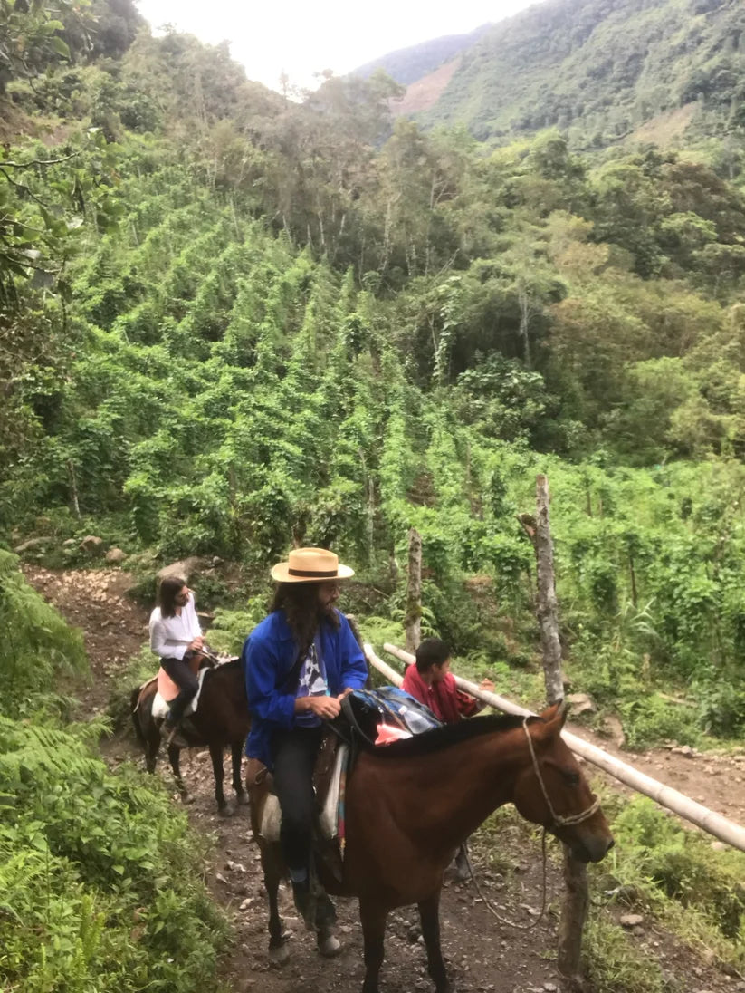 【NEW!!】Colombia La Foresta Geisha Dynamic Natural