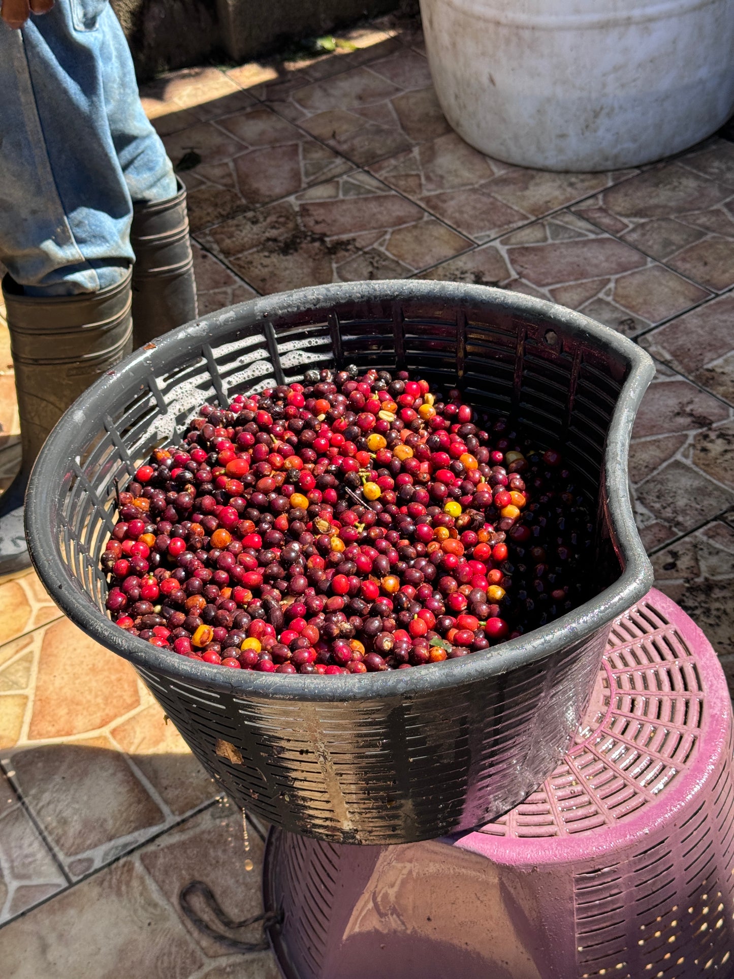 【New!!】Costa Rica La Bandera Geisha Honey