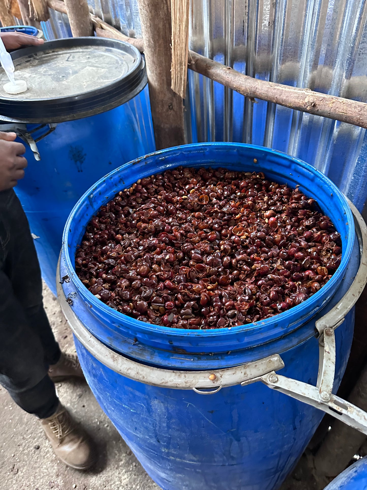 【大人気】Ethiopia Tamiru Tadesse Double Cherry Anaerobic WAVY Special Lot