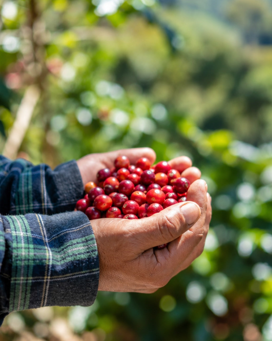 【NEW!!】Guatemala El Injerto -Exotic Coffee Auction- Red Pacamara Washed