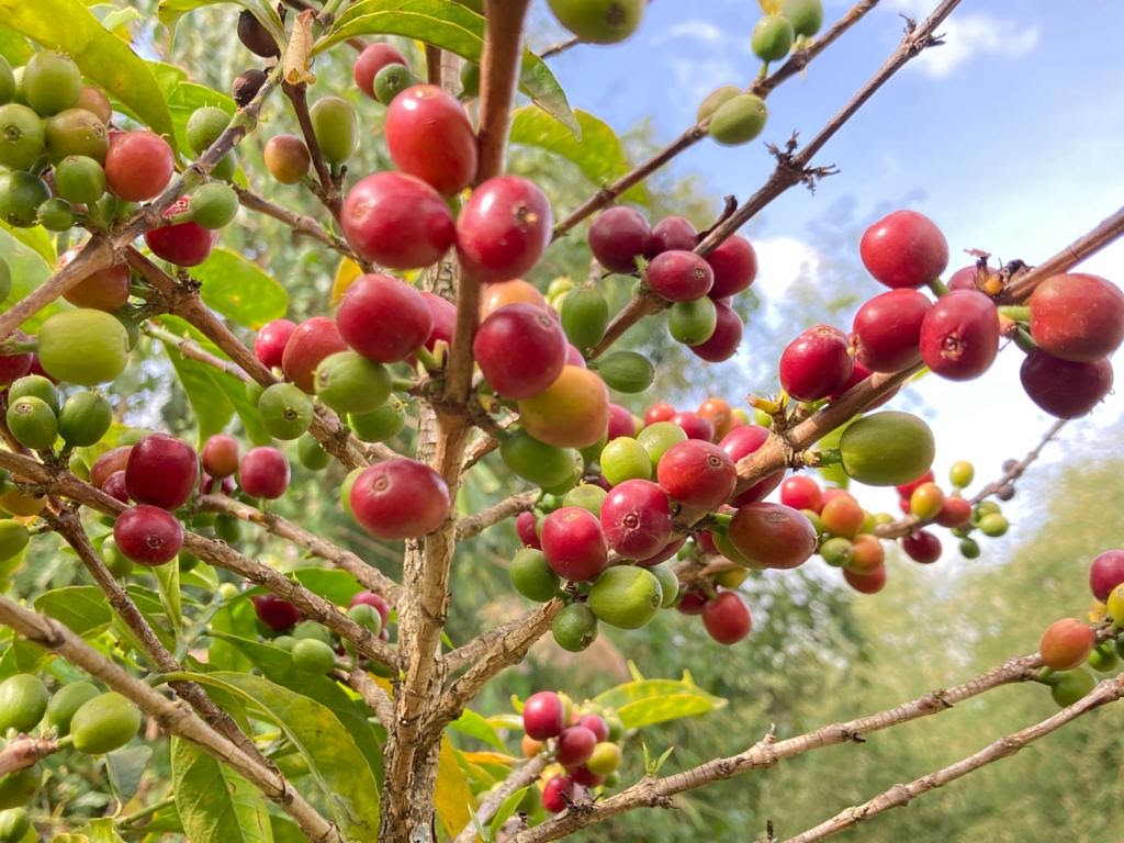 【SOLDOUT】Ethiopia Tamiru Tadesse Natural