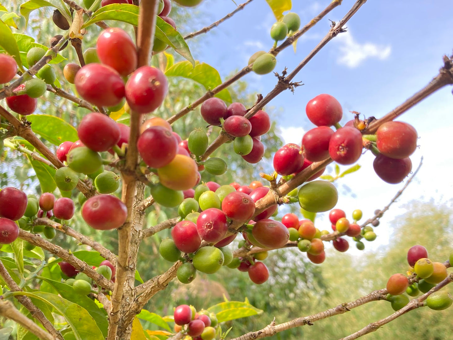 【生豆】Ethiopia Tamiru Tadesse Tsema Double Cherry Anaerobic WAVY LOT