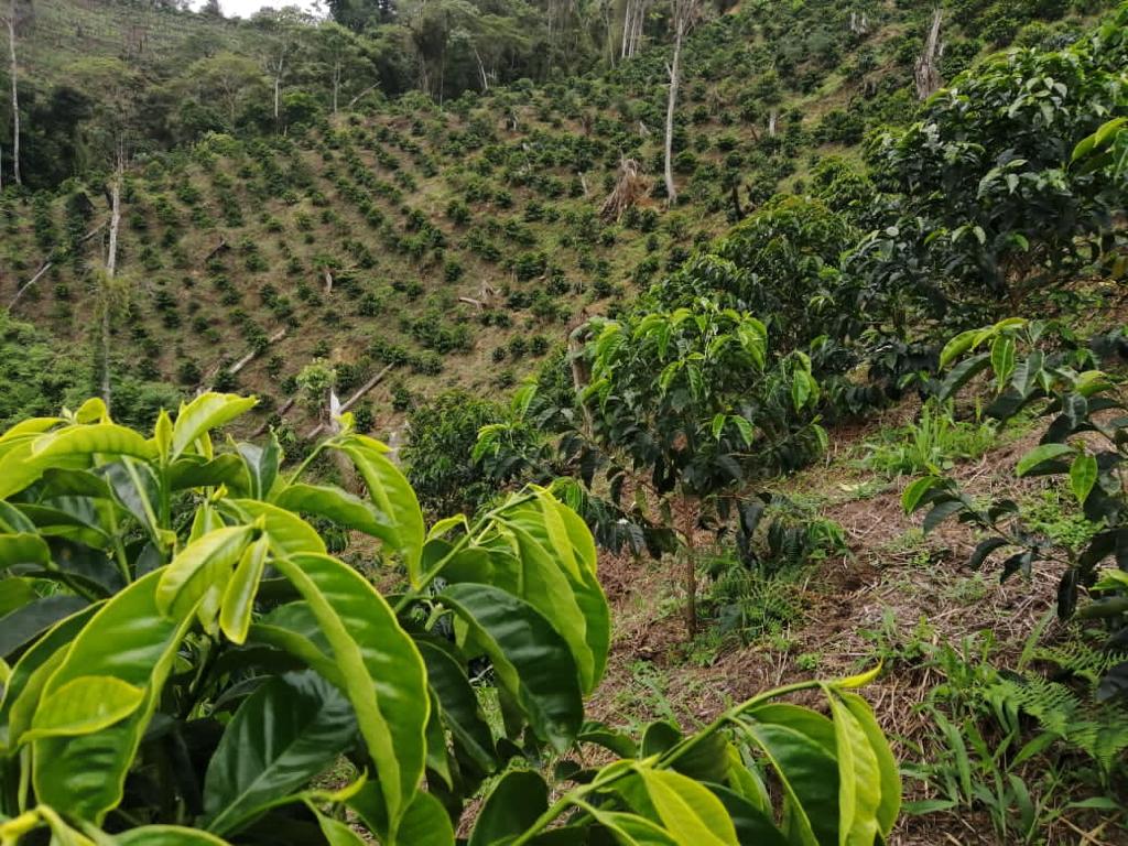 【SOLD OUT】Colombia Finca San Gabriel Pink Bourbon Double Anaerobic Honey