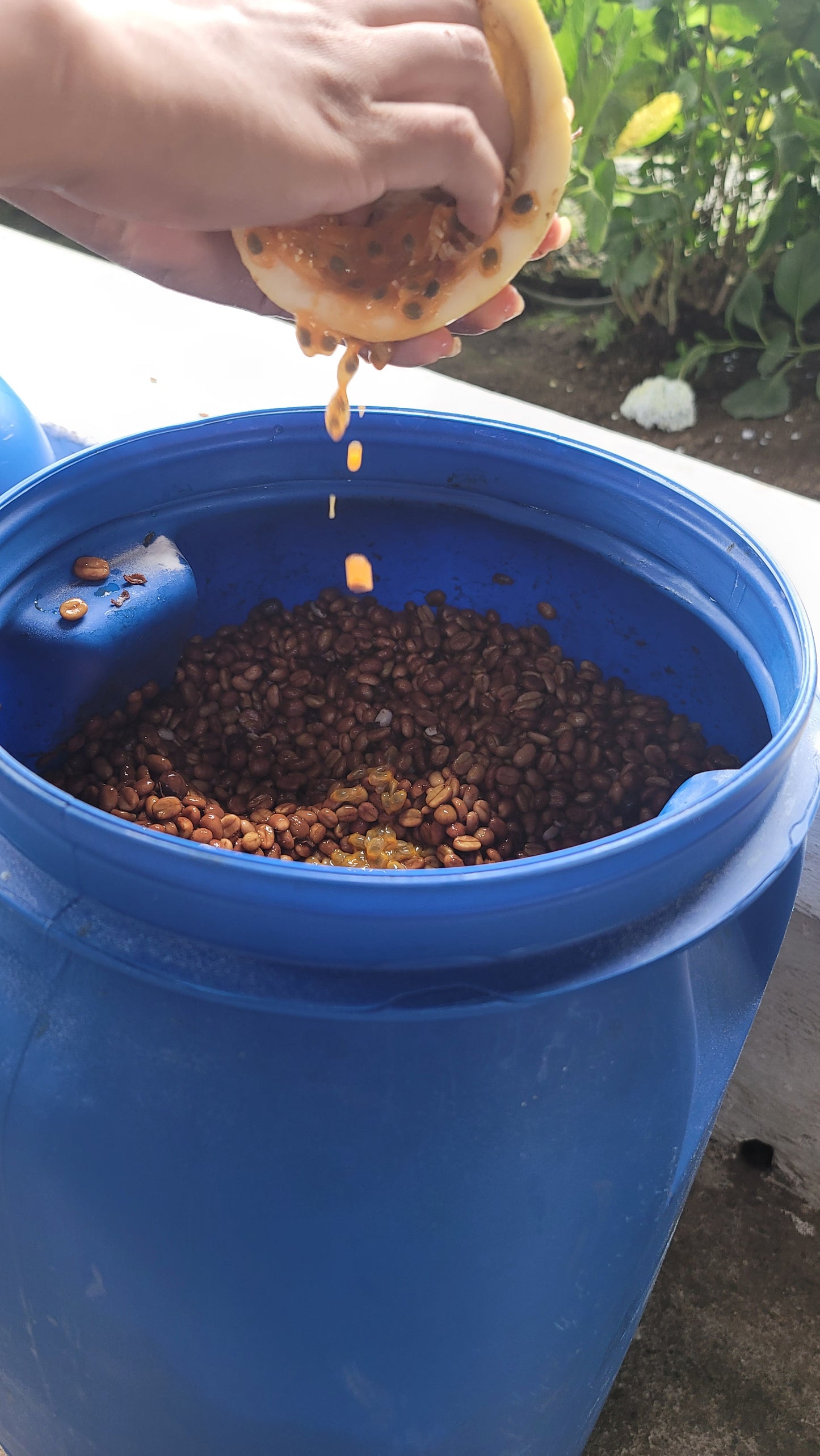 【NEW】Colombia Quindio Passion Fruits