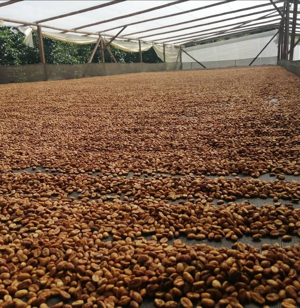 【SOLD OUT】Colombia Finca San Gabriel Pink Bourbon Double Anaerobic Honey