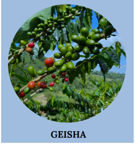 Colombia Puerto Alegre Geisha