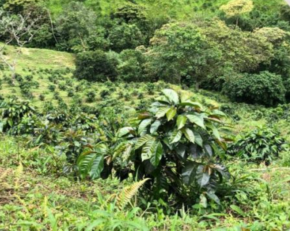 Colombia Puerto Alegre Geisha