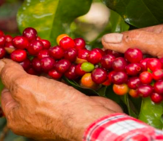Colombia Puerto Alegre Geisha