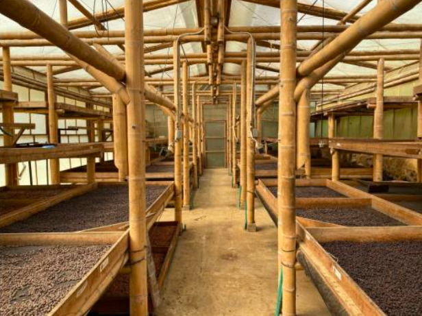 Colombia Puerto Alegre Geisha