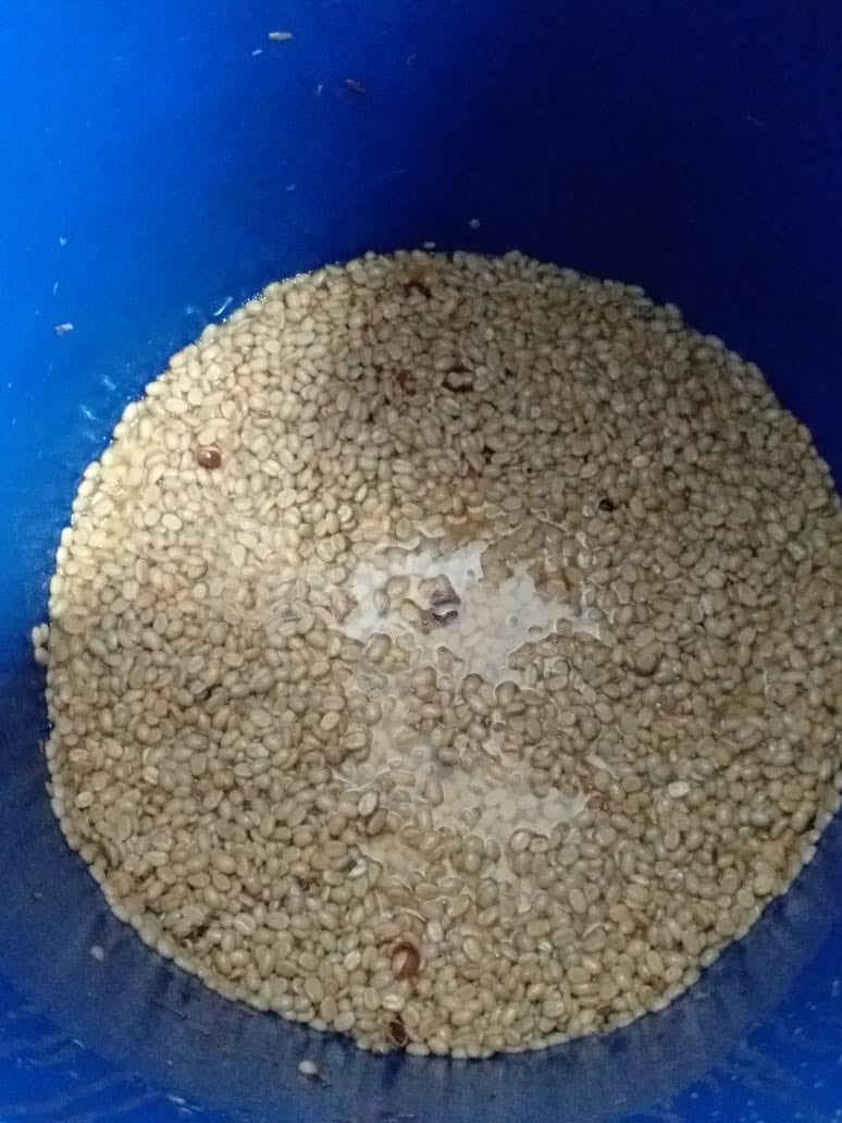 【SOLD OUT】Colombia Bliss Honey Geisha WAVY LOT