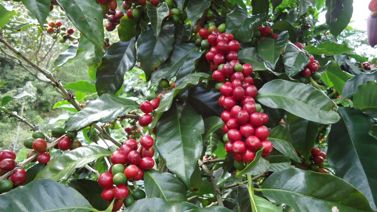【Sold out】Nicaragua COE #3 Un Regalo De Dios Maracaturra Natural