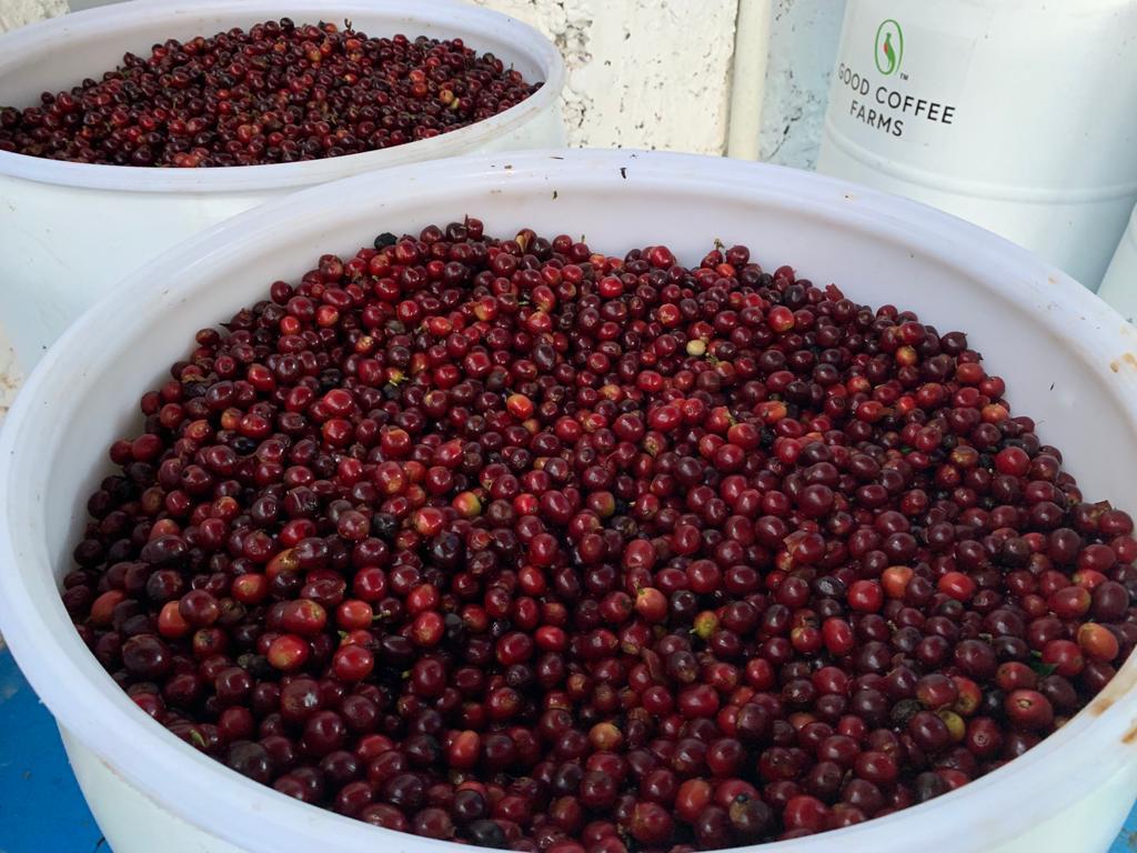 Guatemala EL CERO WAVY Customize Lot Double Anaerobic Yeast Natural