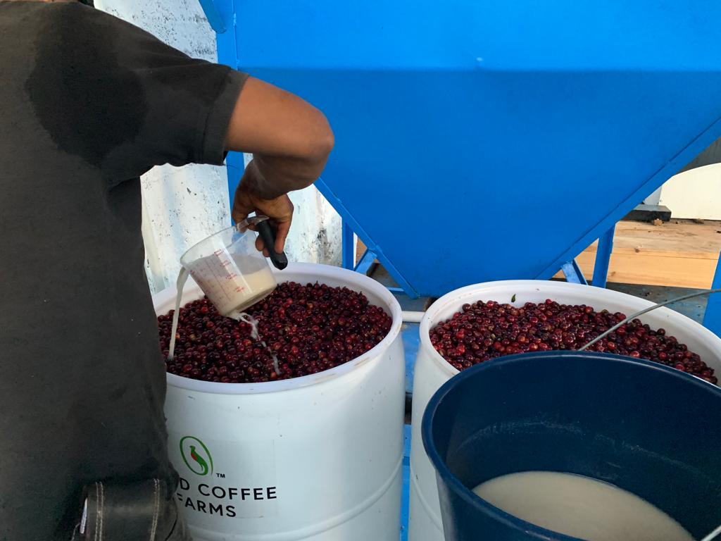 Guatemala EL CERO WAVY Customize Lot Double Anaerobic Yeast Natural