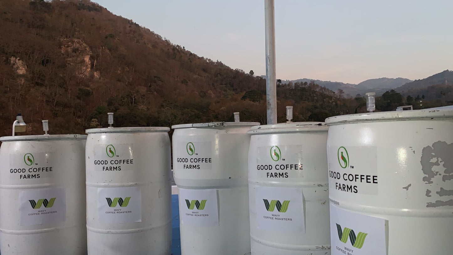 Guatemala EL CERO WAVY Customize Lot Double Anaerobic Yeast Natural