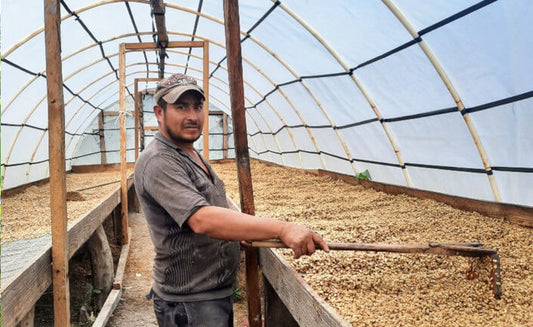 【NEW!!】Honduras El Pino Typica Washed