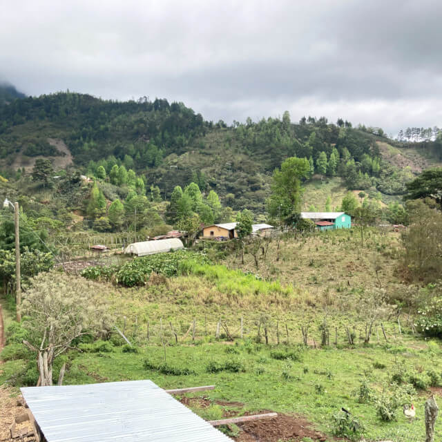 【NEW!!】Honduras El Pino Typica Washed