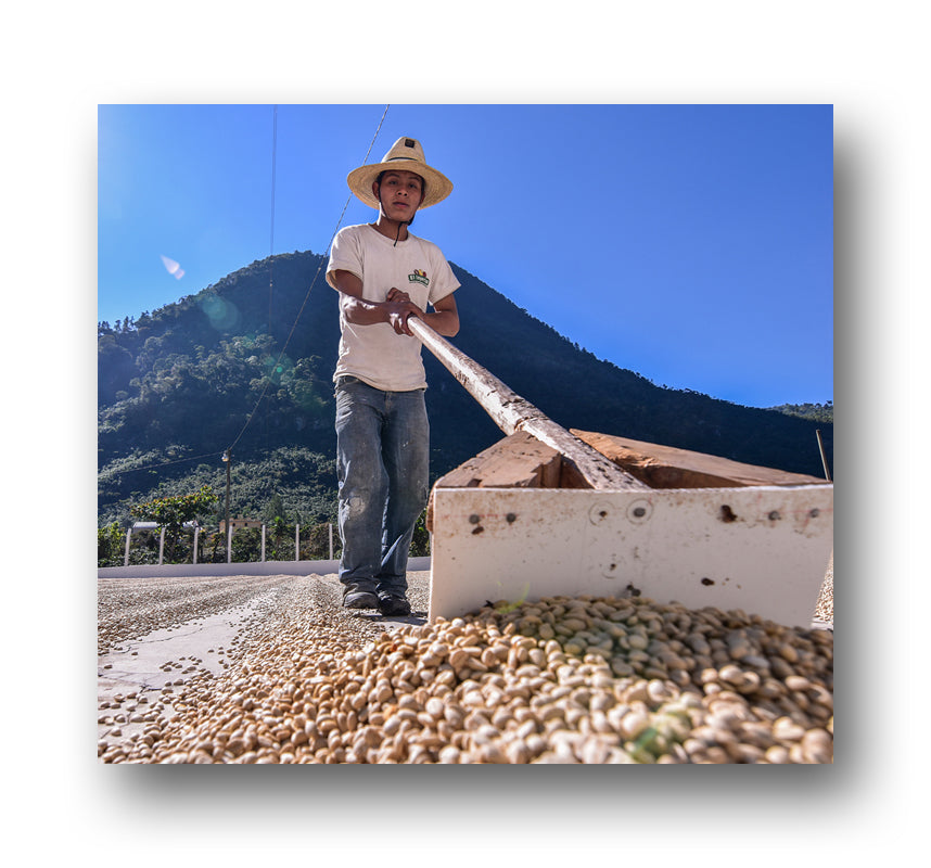 【NEW!!】Guatemala El Injerto -Exotic Coffee Auction- Red Pacamara Washed