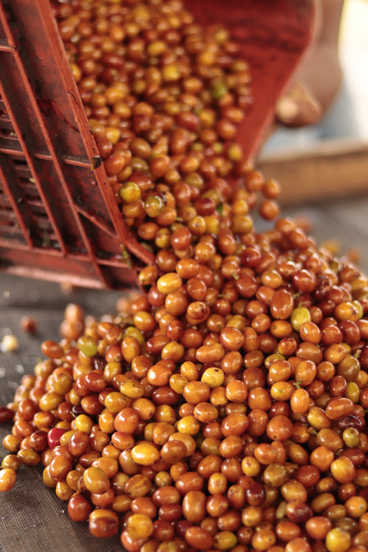 Colombia Mazatlan Peach