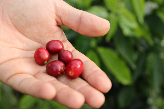【New!】Colombia Lychee