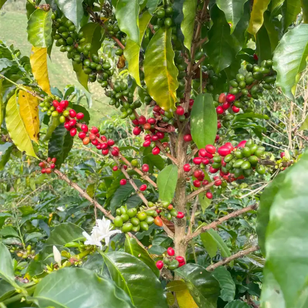 Colombia Gesha Spirits