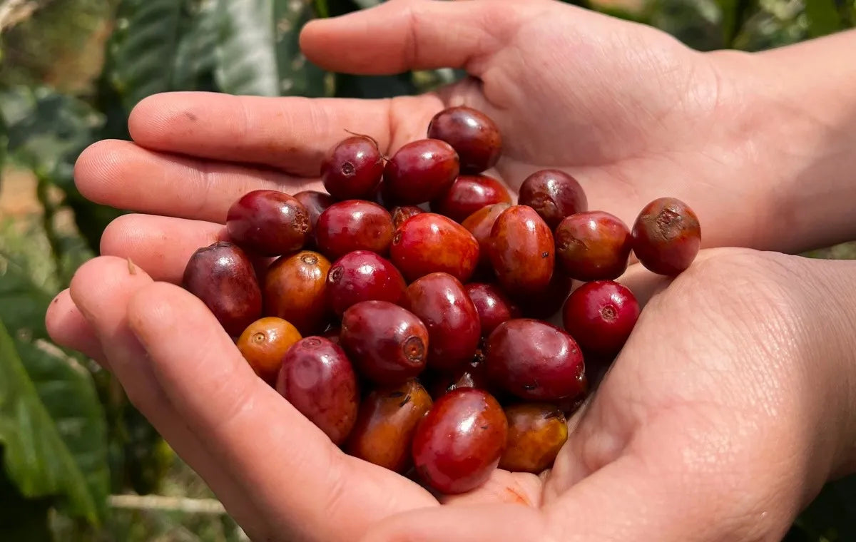 【Special Beans!!】Colombia Inmaculada Eugenoides