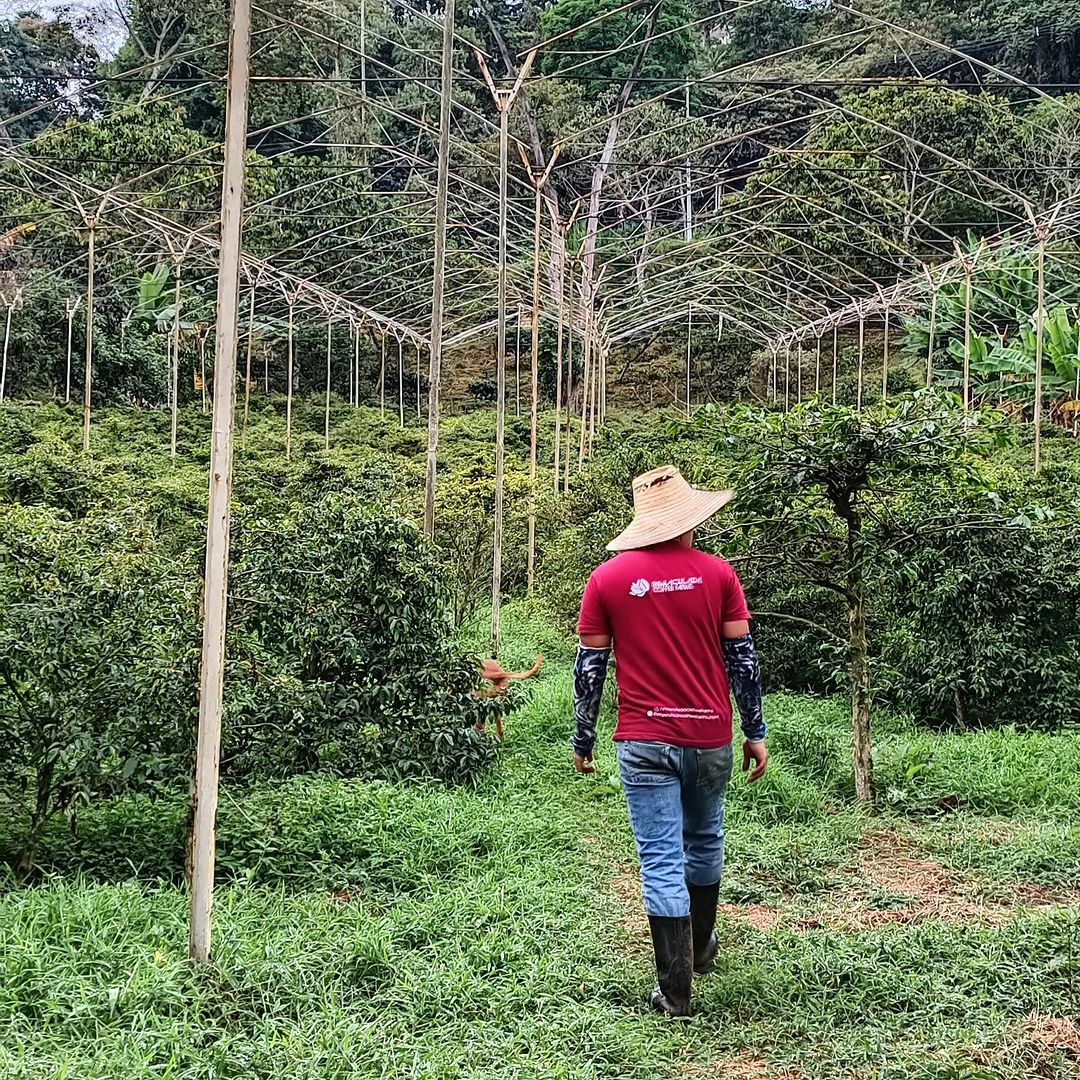 【Special Beans!!】Colombia Inmaculada Eugenoides