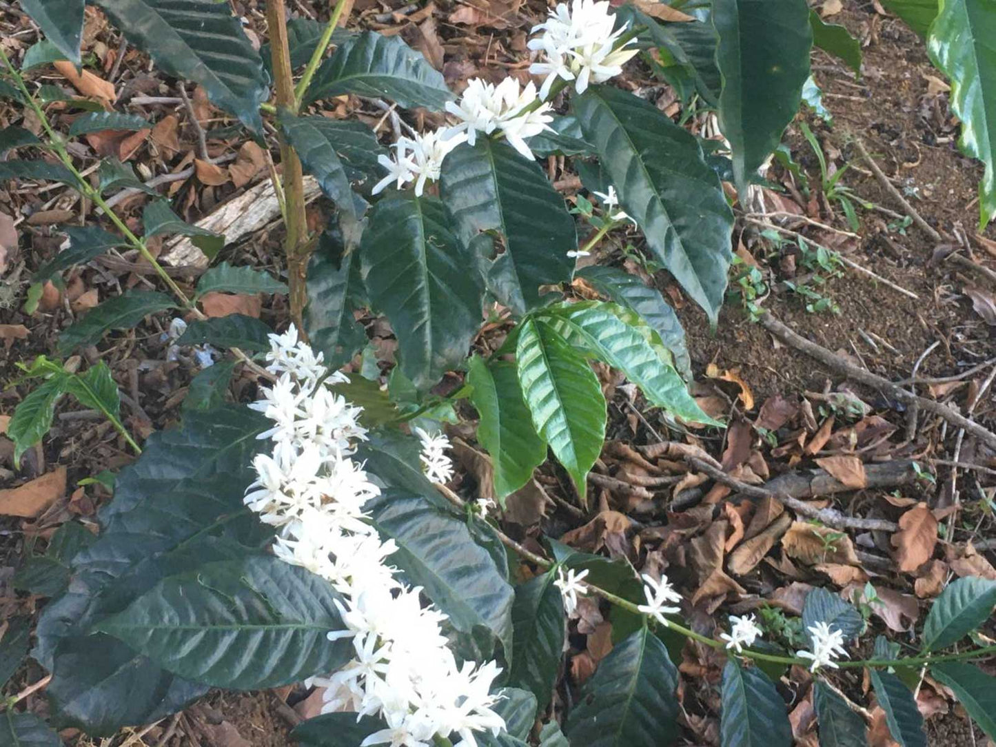 【New!!】Honduras COE #2