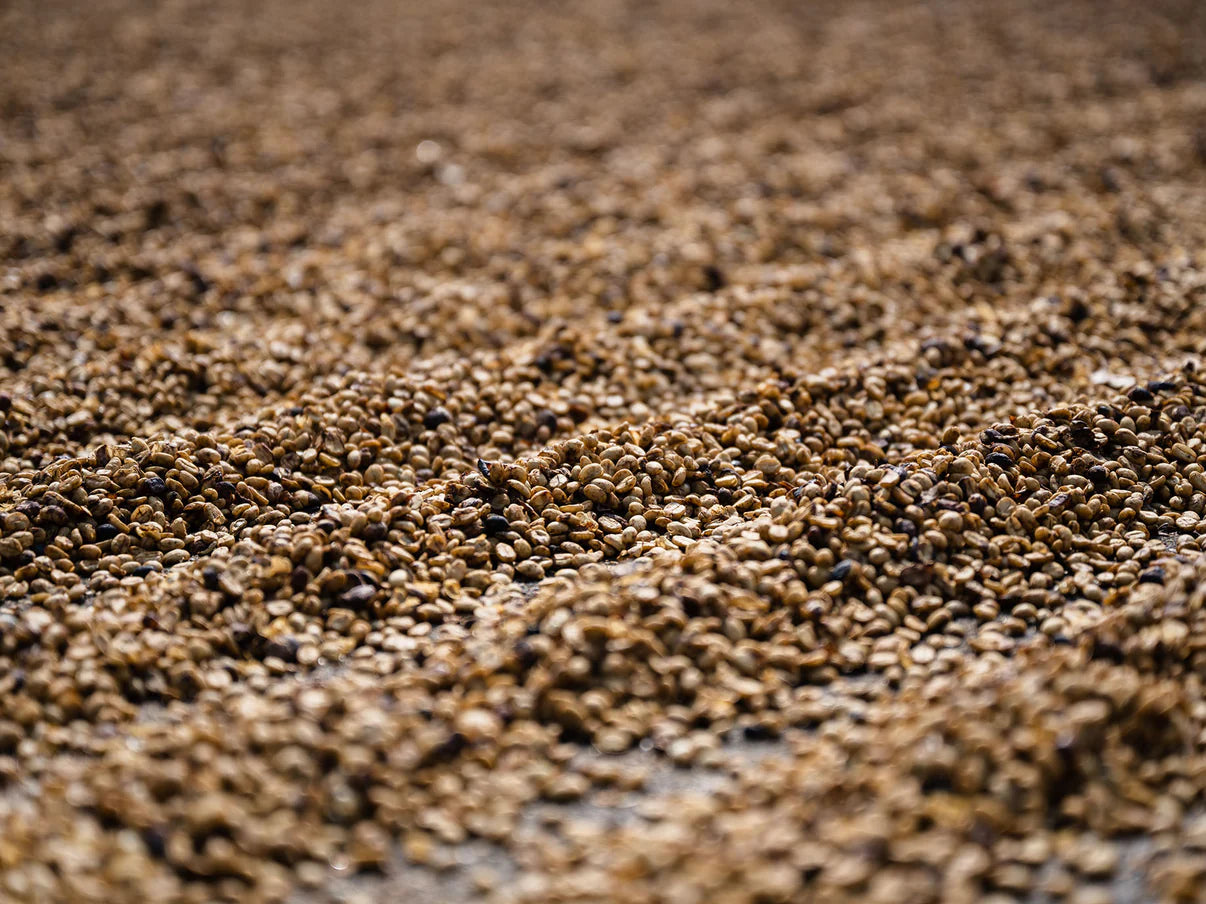 China Yunnan Dehong Yeast Fermentation Honey