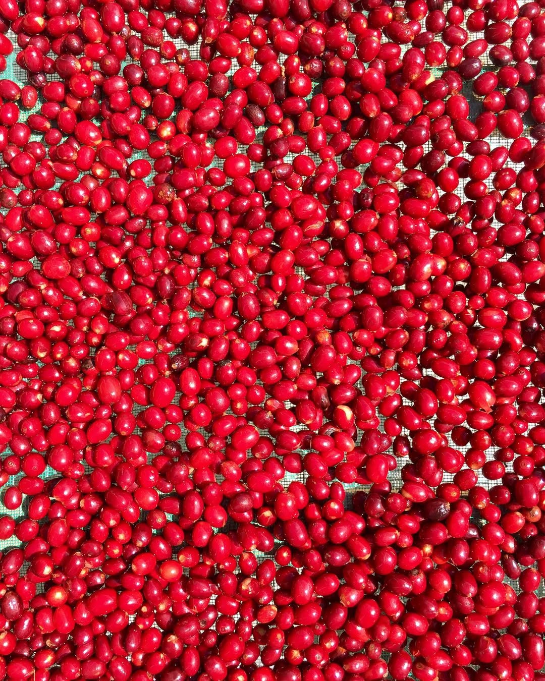 【NEW!!】Guatemala El Zapote y Anexos