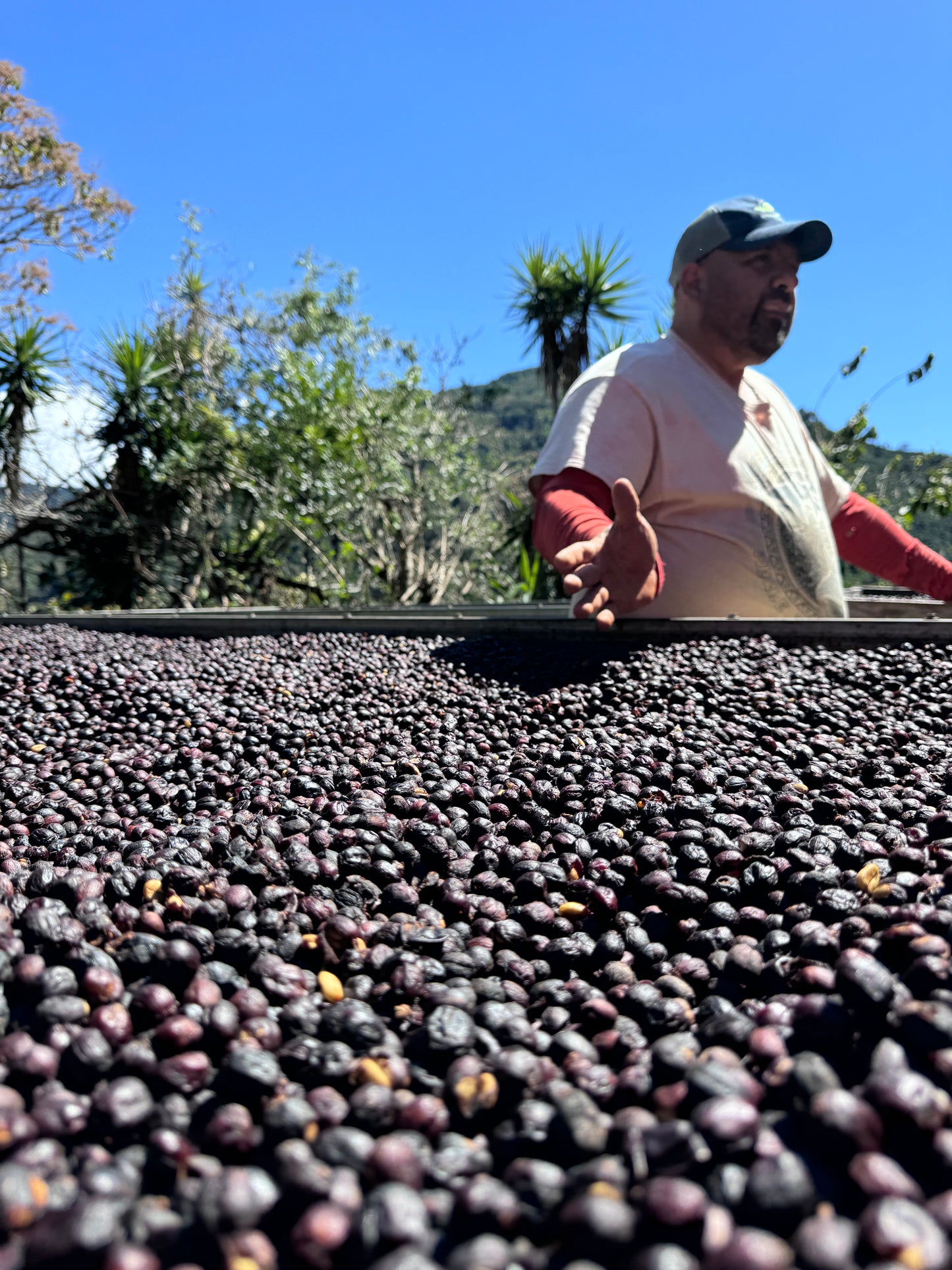 【New!!】Costa Rica La Bandera Geisha Honey