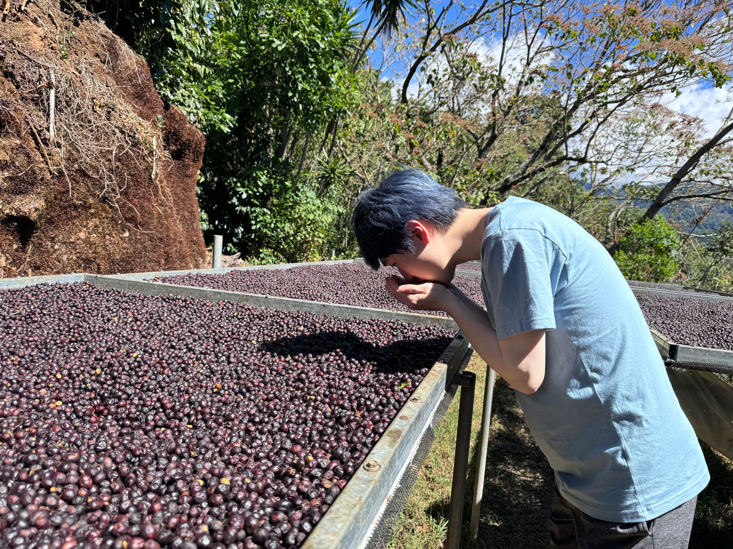 【New!!】Costa Rica La Bandera Geisha Honey