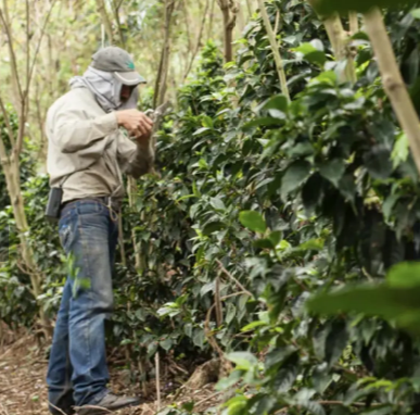 【NEW‼︎】Colombia Inmaculada Fellows Papayo