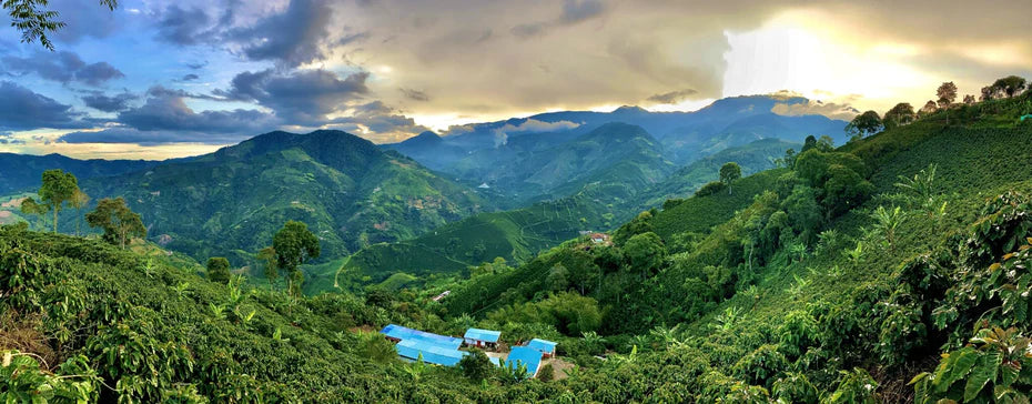 【NEW】Colombia Mikava Gesha