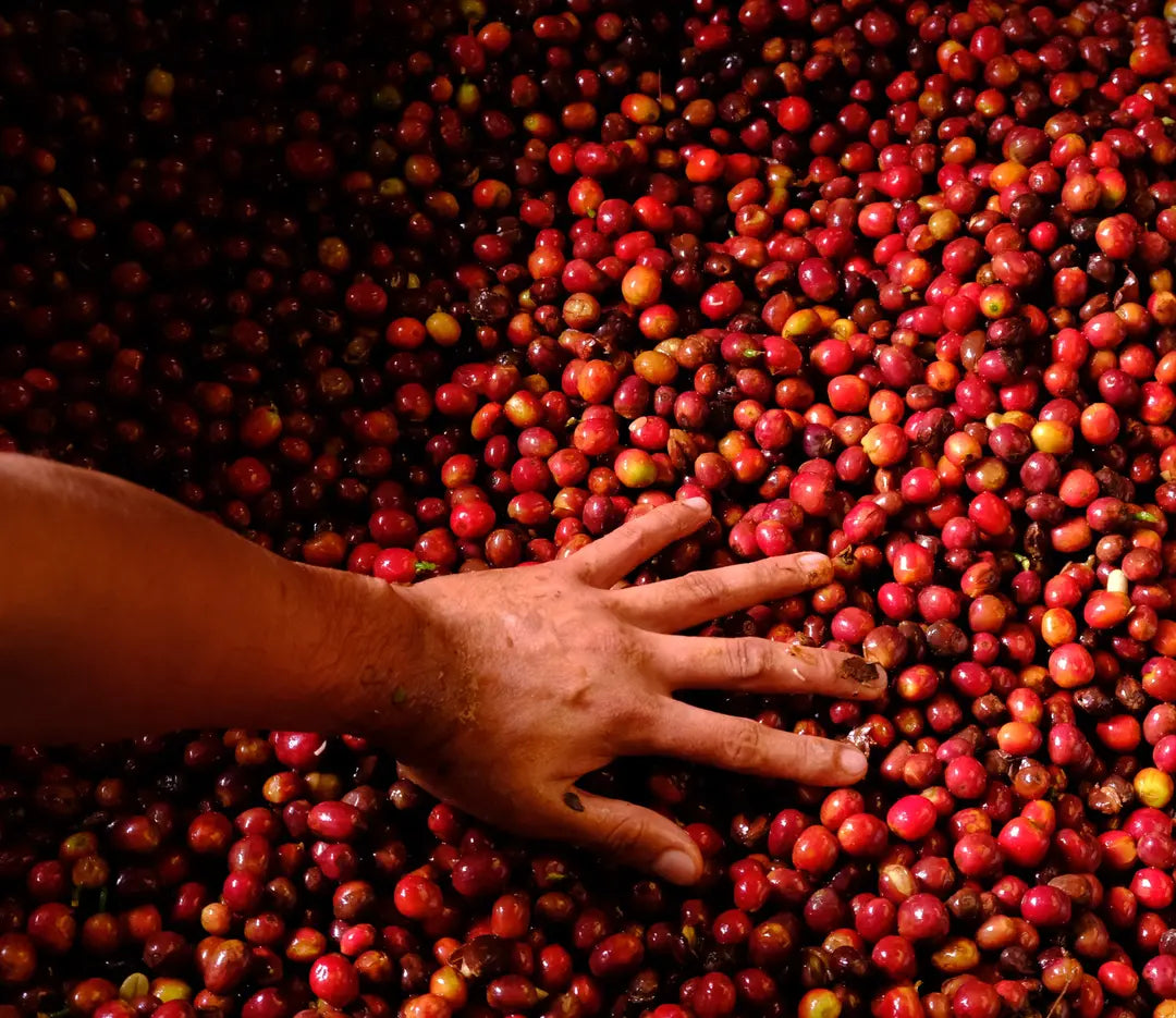 【NEW!】Colombia El Paraiso Geisha Luna